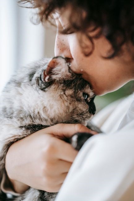 if animals kissed good night pdf